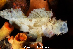 Leaf Scorpionfish (Taenianotus triacanthus)  sometimes ya... by Arturo De Frias 